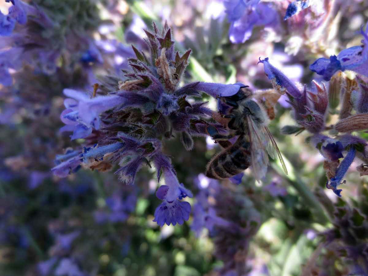 Catmint and bee by Susan Fluegel